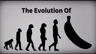 Evolution of the Banana | From a Fruit With Seeds to the Cavendish banana