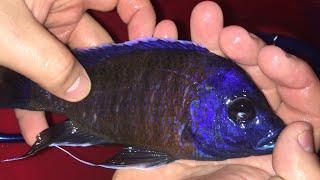 Treating African/South American cichlids! Parasites,Gill flukes,swollen stomach,internal parasites!