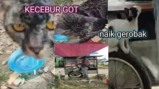 KUCING KECEBUR GOT + SI PUTIH NAIK GEROBAK