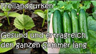 Freilandgurken - gesund und ertragreich den ganzen Sommer lang