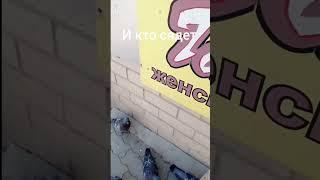 КАК Я КОРМЛЮ ГОЛУБЕЙ С РУКИ 1 ЧАСТЬ #Киров #голуби #pigeon #birds #animals #Москва #Россия