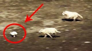 EPIC HARE VS ARCTIC WOLVES