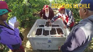 COSECHAS   DE  CEREZAS en chile