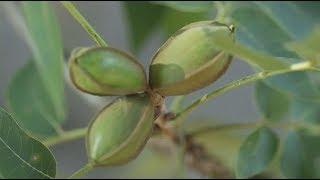 US Pecan Farming Industry Could Crack Amid Trade Tensions with China