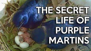 The Secret Life of Purple Martins: 2020 Nestcam Recap