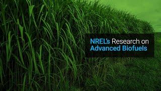 NREL’s Advanced Biofuels Research