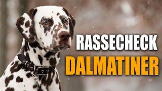 Dalmatiner Rassecheck  - Rasseportrait, Rassebeschreibung, Informationen zur Rasse Dalmatiner