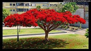 Arbol de fuego de Alfredo Espino