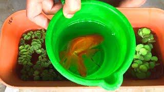 Goldfish Breeding Step By Step Process | Update from Breeding to Fry| How to breed goldfish