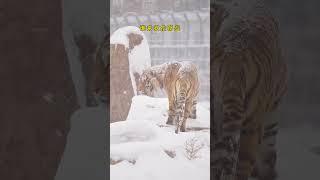 东北虎雪地撒欢！#animal 【跟着图尔去旅行】