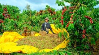 Harvesting Coffee Goes To Market Sell  - Eating Banh Xeo, Farm, Daily life