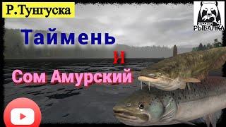 Russian Fishing 4, Русская рыбалка 4 #рр4 Р. Тунгуска -  Отличный Клев Тайменя и Сома Амурского.