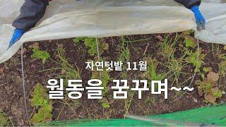 열평텃밭(12)/ 볏짚, 비닐, 활대만 있으면 월동준비 끝~ / 아스파라거스, 부추, 상추, 양배추 겨울준비하기 / 자연텃밭11월