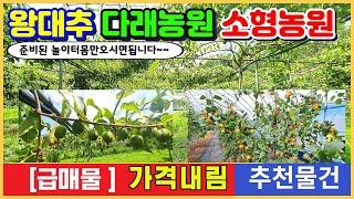 [급매물가격인하]  소형농장 2차선도로변 접근성"굿" 다래와 왕대추농장  나만의놀이터 주말농장 농촌체류형쉼터 농막 주천강5분 ▶경영체등록 급매물급매매8282