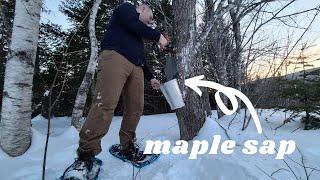 First Time Tapping Maple Trees In Nova Scotia