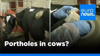 Swiss made: cows fitted with portholes in stomach to test digestion | euronews 