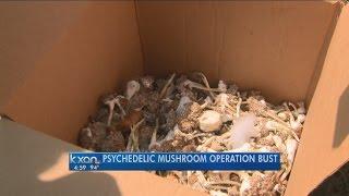 Illegal mushroom grow house discovered in South Austin