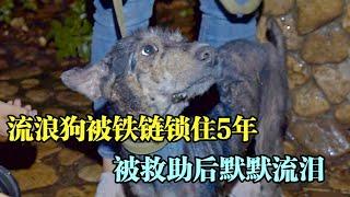 狗狗被鐵鍊鎖住5年，主人搬家將它拋棄，狗狗原地默默等待