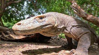 Komodo: Islands of Wonder | Documentary [4K]