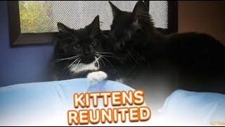 Kitten Siblings Are Finally Reunited ️ | PAWSOME PETS