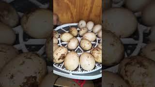 incubating duck eggs