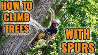 Basics: Ascending a tree with spurs!