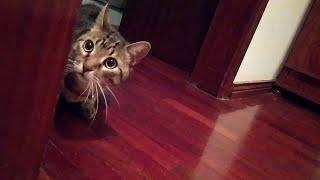 I adopted an 100% feral cat. Nobody's seen a cat behave like this before, so i filmed to prove it