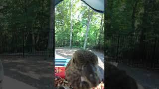 A charming little finch having a delightful dinner at the Tweet Retreat! #animals #nature #wildlife