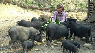 Cutting vegetables and young squash to sell, harvesting corn, and it's fun to see the pigs growing.