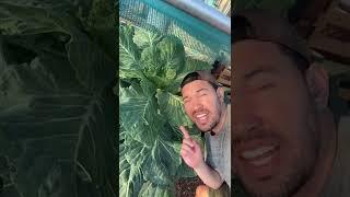 Growing a giant cabbage
