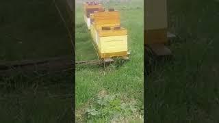 Расширение пчелинных семей!#пчелы #карника #активныйотдых #природа