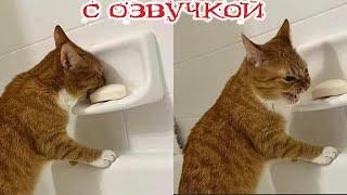 Приколы с котами! - С ОЗВУЧКОЙ! СМЕШНЫЕ КОТЫ! Смешные видео с животными!! Засмеялся проиграл!