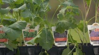 How to Grow Winter Veggies | Mitre 10 Easy As Garden