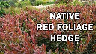 RED ALERT™ Callistemon is a red foliage hedge plant | Ozbreed Native Shrubs & Groundcovers
