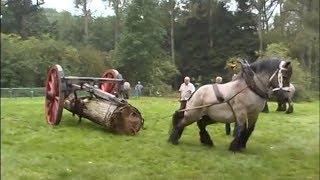 THE STRONGEST Draft Horse