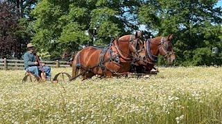 2024 Ohio Suffolk Regional Gathering