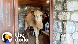 Rescued Camel Keeps Breaking Into His Dad's Kitchen | The Dodo