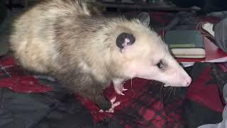 Possum Grooming Itself