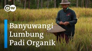 Bertani Organik Cara Petani Banyuwangi Putus Hubungan dengan Pestisida