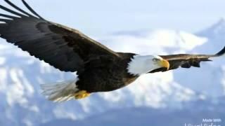 Pictures of Eagles!