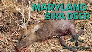 MARYLAND SIKA DEER HUNTING - CHALLENGING THE STAG