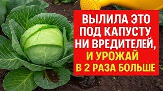 15 капель под капусту и ни одного вредителя! Как спасти урожай от слизней и гусениц. Подкормка