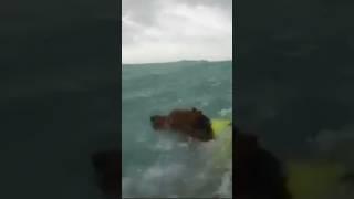 Hurricane Helene: Coast Guard saves a man and his dog near Florida island. #shorts #shortsvideo