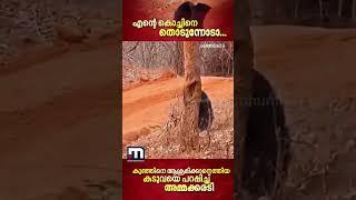 കുഞ്ഞിനെ ആക്രമിക്കാന്‍ വന്ന കടുവയെ 'പറപ്പിച്ച്' അമ്മക്കരടി | Bear Cub | Tiger | Bear Vs Tiger