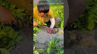 Pulling Potatoes in the Field