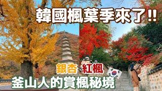 【 韓國生活 】終於在韓國賞楓啦!!|隱藏山中的拍照景點|夜晚的南浦洞小吃攤街 | Korea vlog