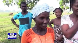 Des plantations de riz détruites à la plaine Maribaroux, les planteurs lancent un cri d’alarme