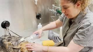 Three Easy Ways to Wash your Dog's Face | Dog Grooming Tutorial