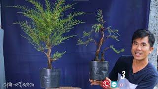 Giao lưu bonsai Kim Sa Tùng nhiều mẫu đẹp tàn thiên nhiên 21/07/2024
