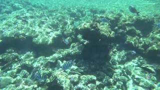 Мои подводные съемки рифа. Отель Rehana Royal Beach Resort 5*